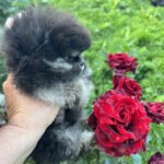 Dayna-female-pug-puppy-for-sale-1 (4)