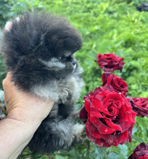 Dayna Pomeranian Dayna Pomeranian