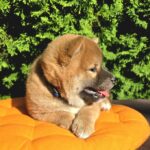 Dayo-male-Shiba-puppy-for-sale-1