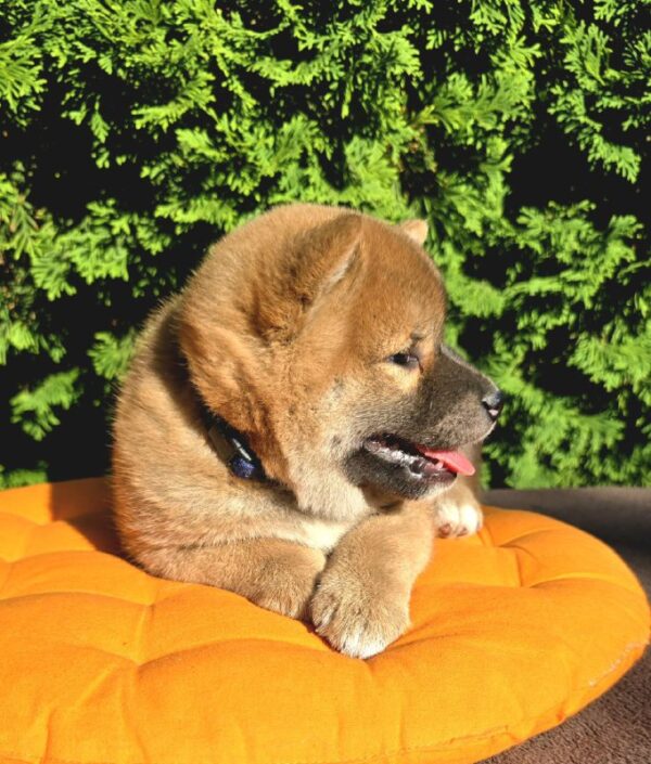 Dayo Shiba Inu Dayo Shiba Inu