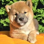 Акіnа Shiba Inu