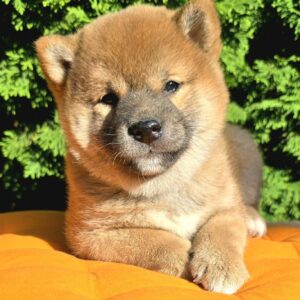 Dayo Shiba Inu