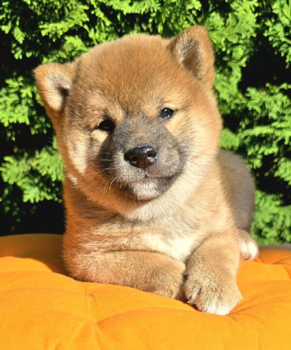Dayo Shiba Inu Dayo Shiba Inu