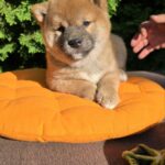 Dayo-male-Shiba-puppy-for-sale-3