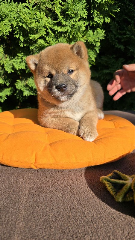 Dayo Shiba Inu Dayo Shiba Inu