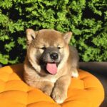 Dayo-male-Shiba-puppy-for-sale-4