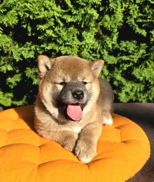 Dayo Shiba Inu Dayo Shiba Inu