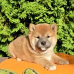 Dayo-male-Shiba-puppy-for-sale-5
