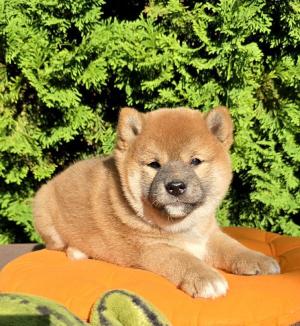Dayo Shiba Inu Dayo Shiba Inu