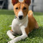 Debra-female-Basenji-puppy-for-sale-1