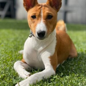 Debra Basenji
