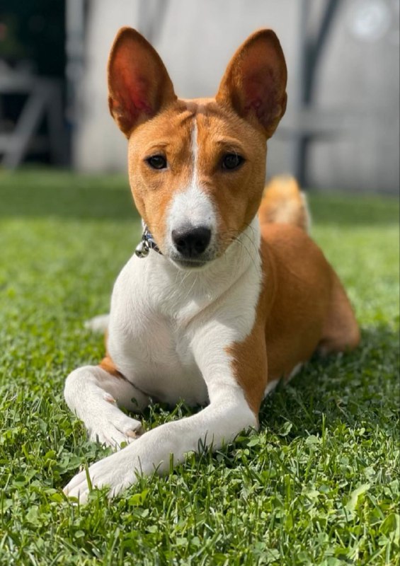 Debra Basenji Debra Basenji