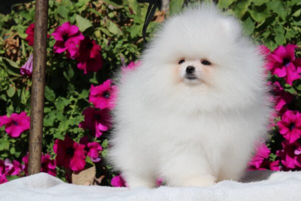 Deep Pomeranian Deep Pomeranian