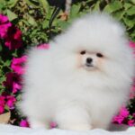 Deep-male-pomeranian-puppy-for-sale-1 (2)