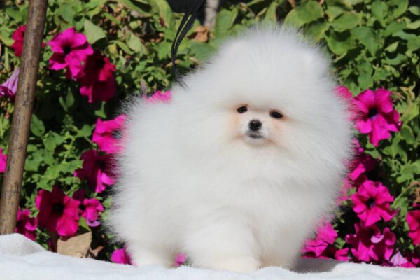 Deep Pomeranian Deep Pomeranian