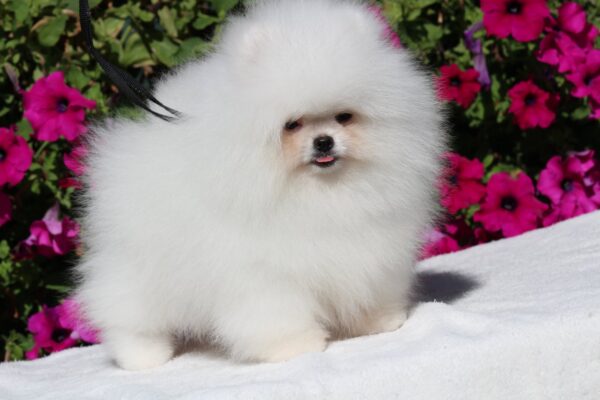 Deep Pomeranian Deep Pomeranian