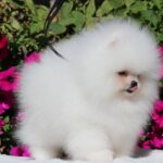 Deep-male-pomeranian-puppy-for-sale-1 (4)