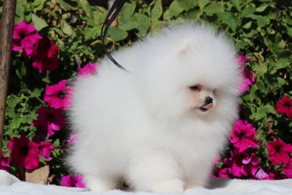 Deep Pomeranian Deep Pomeranian