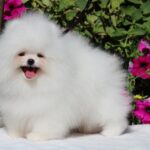 Deep-male-pomeranian-puppy-for-sale-1 (5)