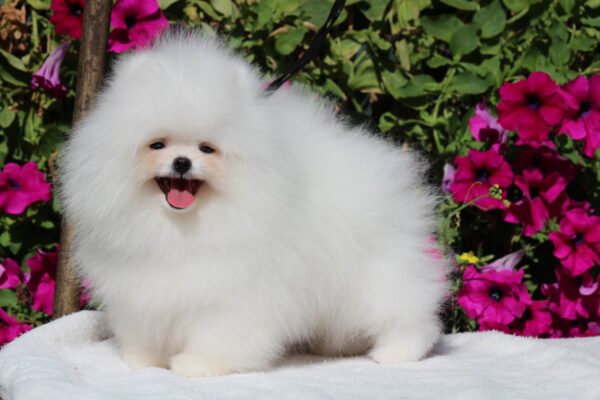 Deep Pomeranian Deep Pomeranian