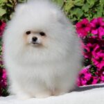 Deep-male-pomeranian-puppy-for-sale-1 (6)