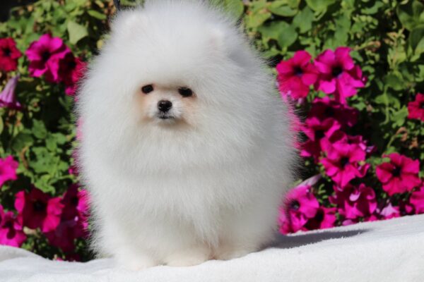 Deep Pomeranian Deep Pomeranian