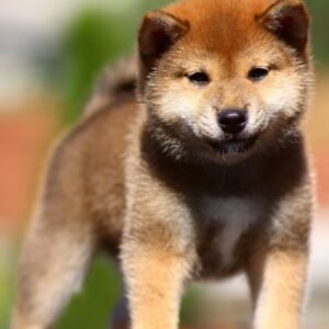 Dexter Shiba Inu Dexter Shiba Inu