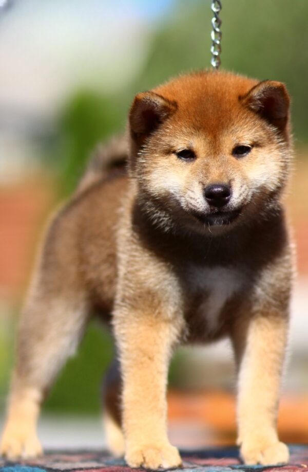 Dexter Shiba Inu Dexter Shiba Inu