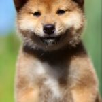 Dexter-male-shiba-inu-puppy-for-sale-1 (2)