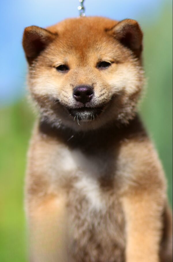 Dexter Shiba Inu Dexter Shiba Inu