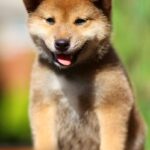 Dexter-male-shiba-inu-puppy-for-sale-1 (3)
