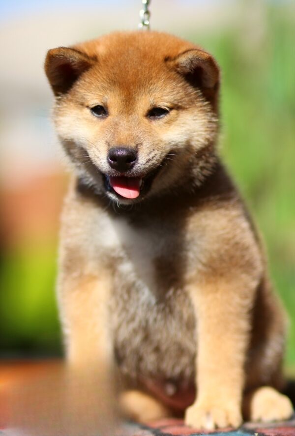 Dexter Shiba Inu Dexter Shiba Inu