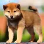 DaVinci Shiba Inu