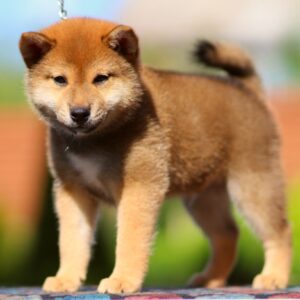 Dexter Shiba Inu Dexter Shiba Inu