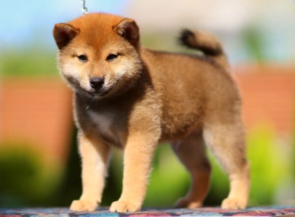 Dexter Shiba Inu Dexter Shiba Inu