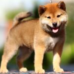 Dexter-male-shiba-inu-puppy-for-sale-1 (5) (1)