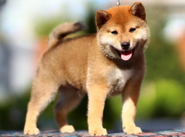 Dexter Shiba Inu Dexter Shiba Inu