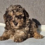Diana-female-cavapoo-puppy-for-sale- (1)