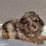 Diana-female-cavapoo-puppy-for-sale- (2)