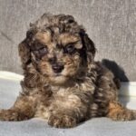 Daisy Cavapoo