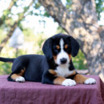 Dominic-male-Entlebucher-Mountain-Dog-puppy-for-sale-1 (1)
