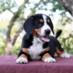 Dominic-male-Entlebucher-Mountain-Dog-puppy-for-sale-1 (1)