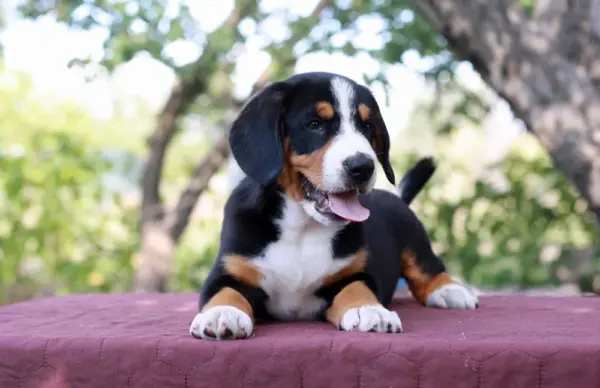 Dominic Entelbucher Sennehunde Dominic Entelbucher Sennehunde