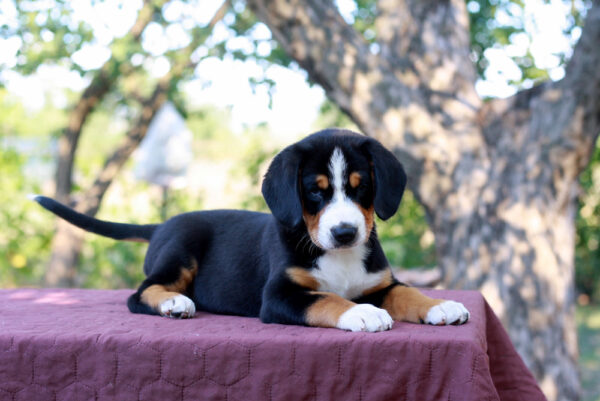 Dominic Entelbucher Sennehunde Dominic Entelbucher Sennehunde