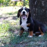 Dominic-male-Entlebucher-Mountain-Dog-puppy-for-sale-1 (2)