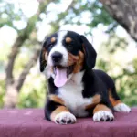 Dominic-male-Entlebucher-Mountain-Dog-puppy-for-sale-1 (2)
