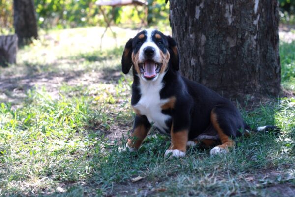 Dominic Entelbucher Sennehunde Dominic Entelbucher Sennehunde