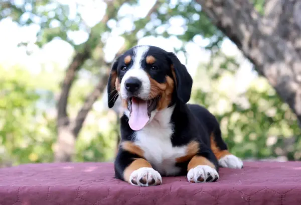 Dominic Entelbucher Sennehunde Dominic Entelbucher Sennehunde