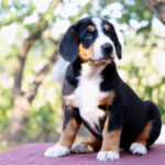 Dominic-male-Entlebucher-Mountain-Dog-puppy-for-sale-1 (3)