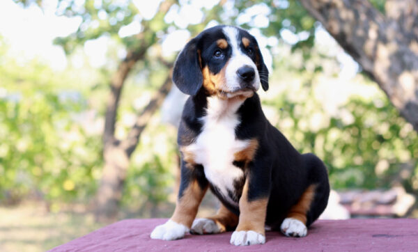 Dominic Entelbucher Sennehunde Dominic Entelbucher Sennehunde